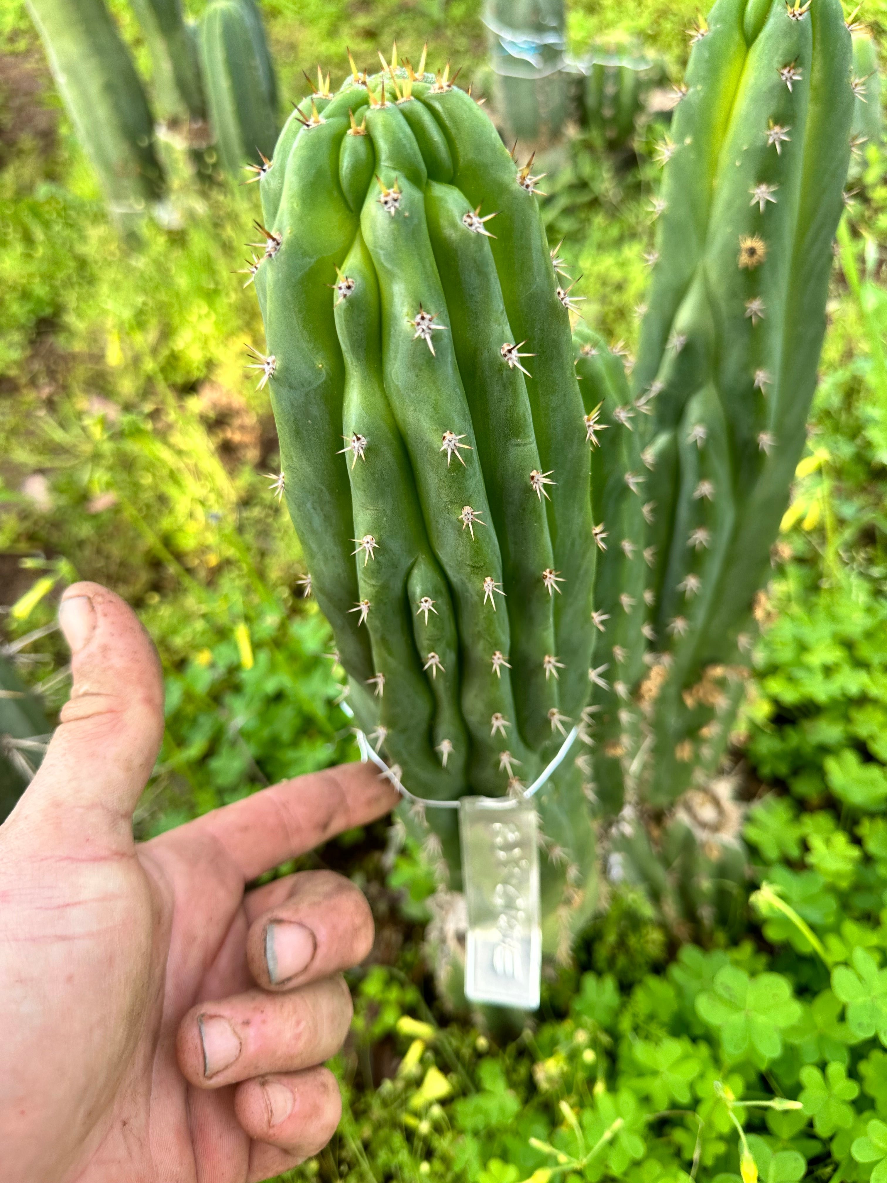 👑🐦‍⬛ RJ’s Clone — 9” Pup