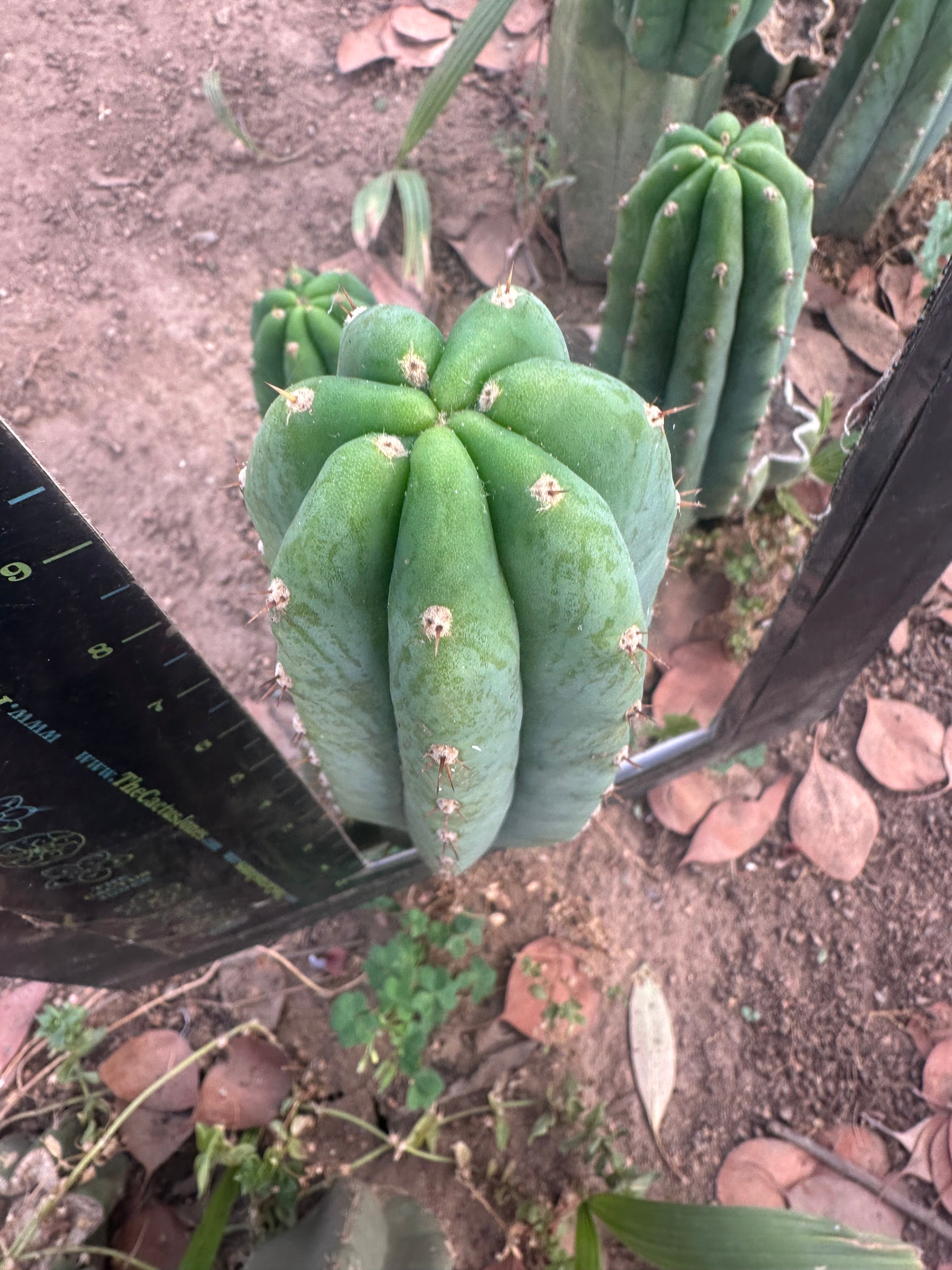 👑🌶️🌶️ Landfill — 10” Pup