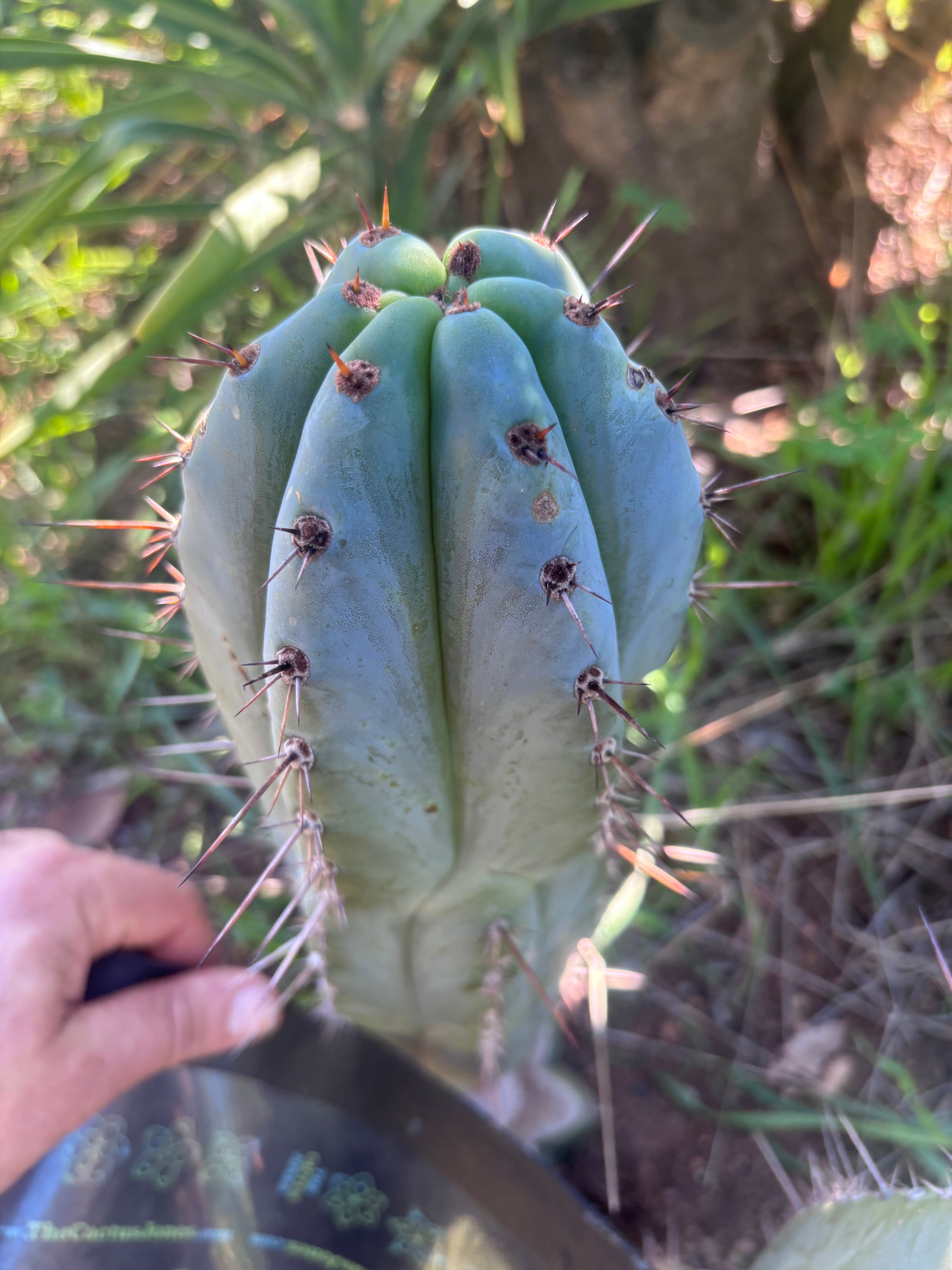 💎👑💎 Tulhuayacensis — Fat 9” Tip