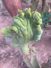 👑💎🌶️🌶️ TBMC — 6” x 7” Crest