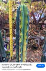 💎👑💎🌶️ MJC01  — Jumbo Graft with Fat Pup