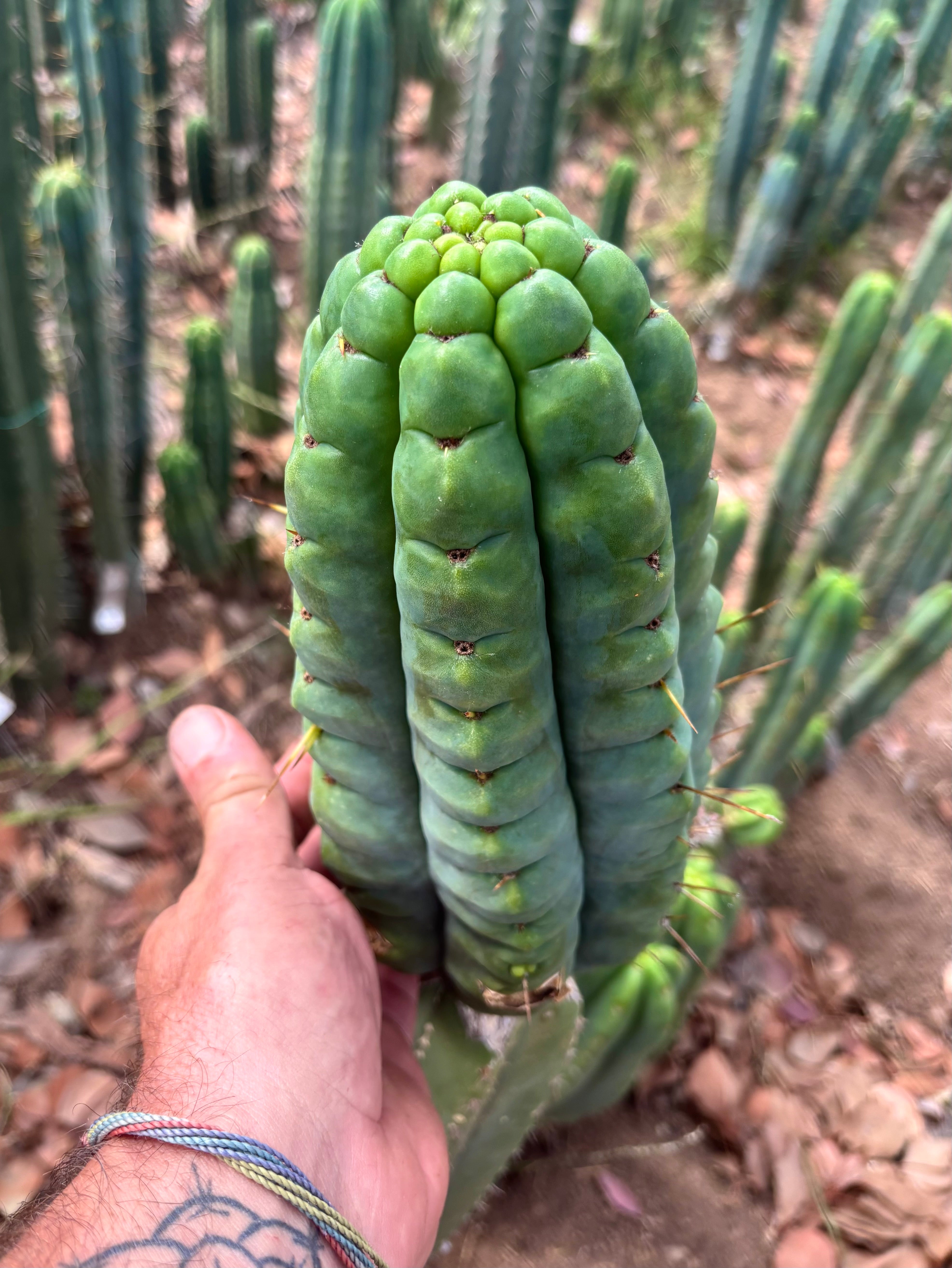 💎👑💎 Havran — Pup Graft on Seed Grown Rooted Stock