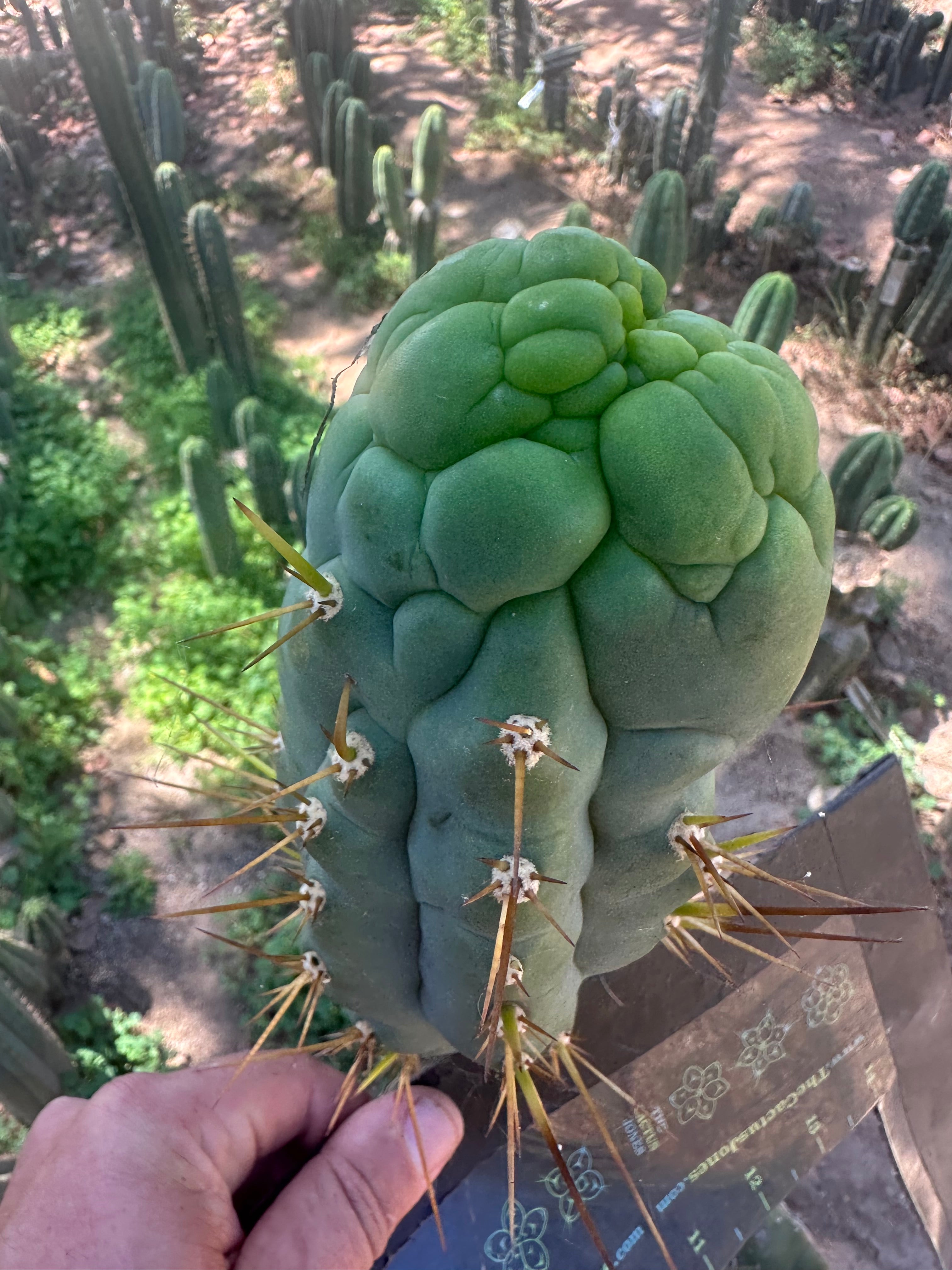 💎👑 Bruce’s Dragon — Chonky 8” Grenade