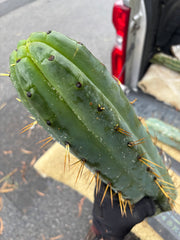 💎🌶️ SS02 x Yowie  — Massive 11” Tip