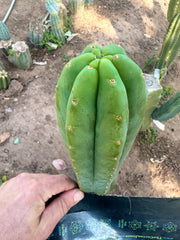💎👑🌶️ LMP — 9” Tip