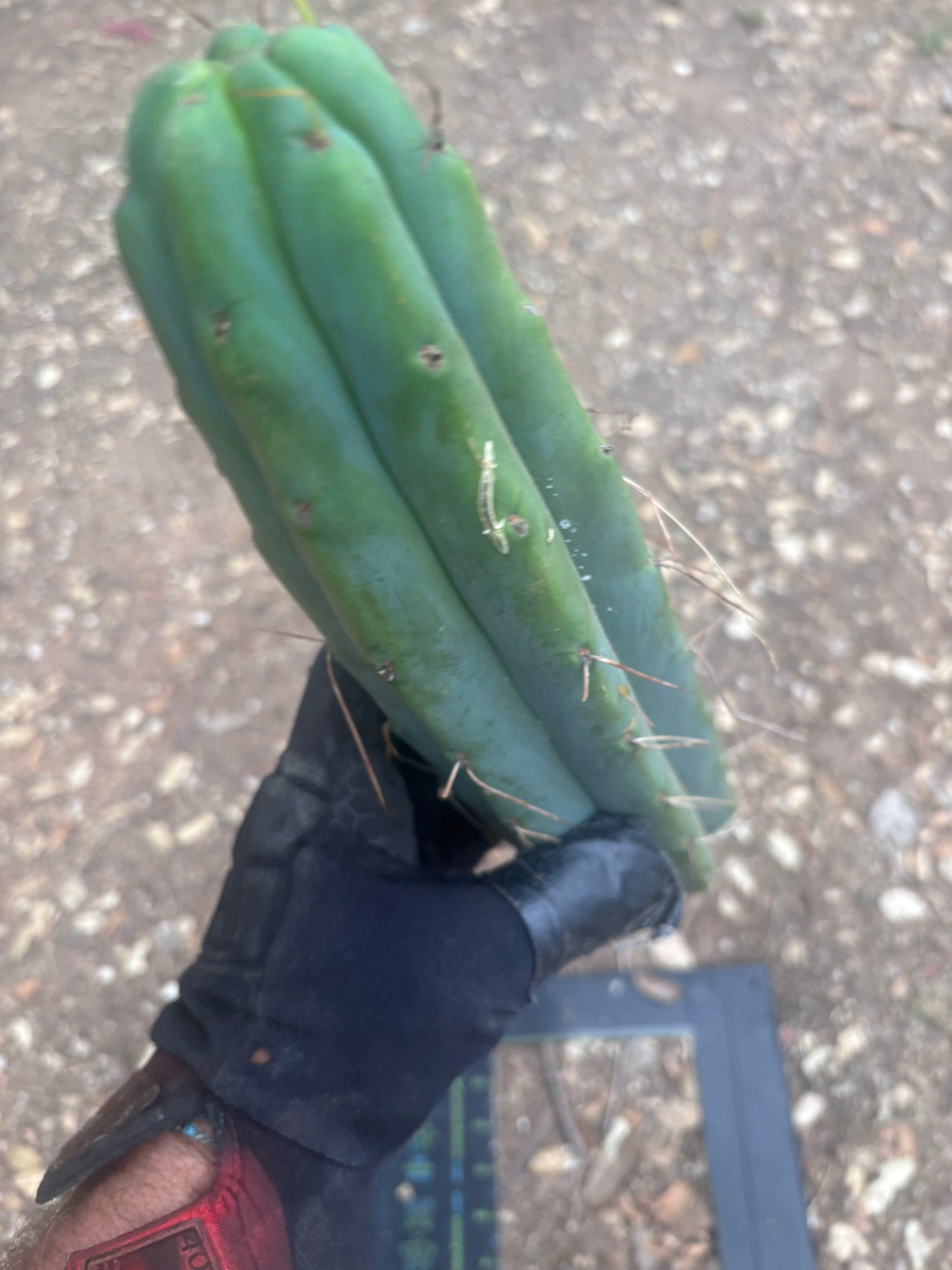 👑🌶️ Psycho0’  — 14” Tip