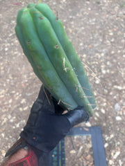 👑🌶️ Psycho0’  — 14” Tip