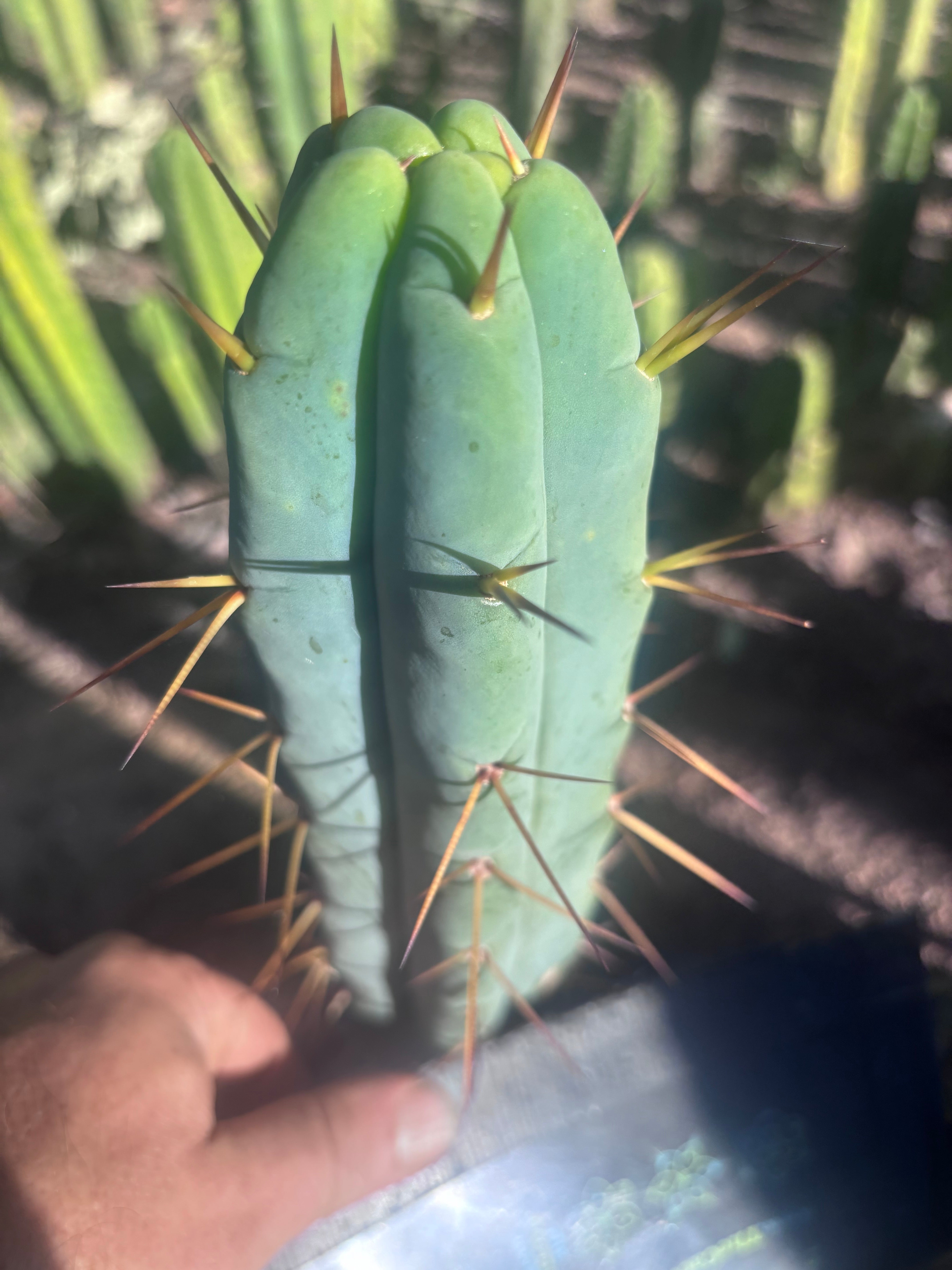 👑🌶️ Basement Shaman — 9” Tip