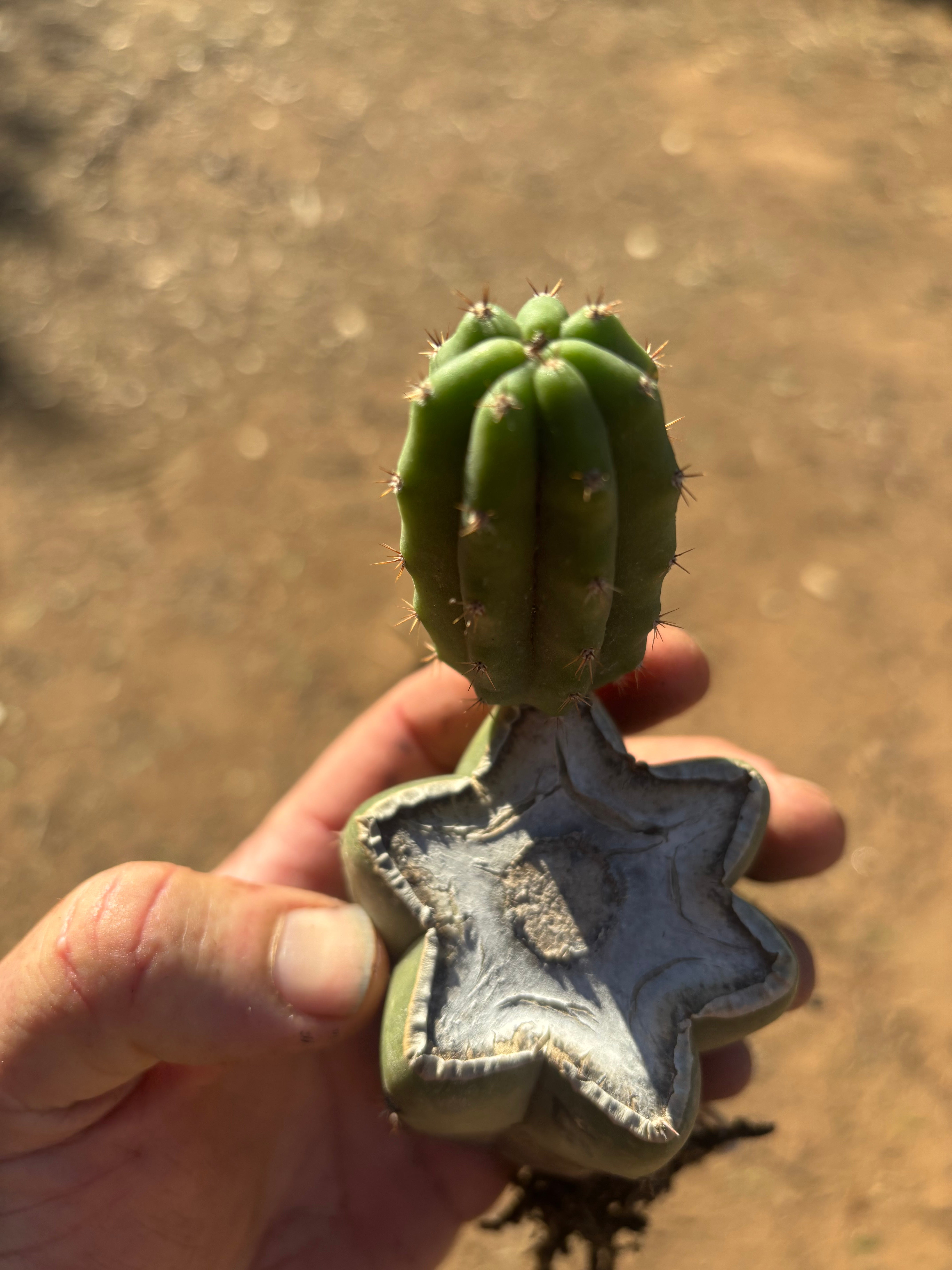👑🌶️🌶️ Landfill — Small Rooted Mid