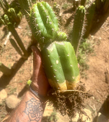💎👑💎❗️Parques De Leyendes —BK08611.4 Clone A — Established Rooted Slab Graft w/ Large Pup