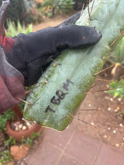 👑💎🌶️ TBQM  — Massive 12” Mid