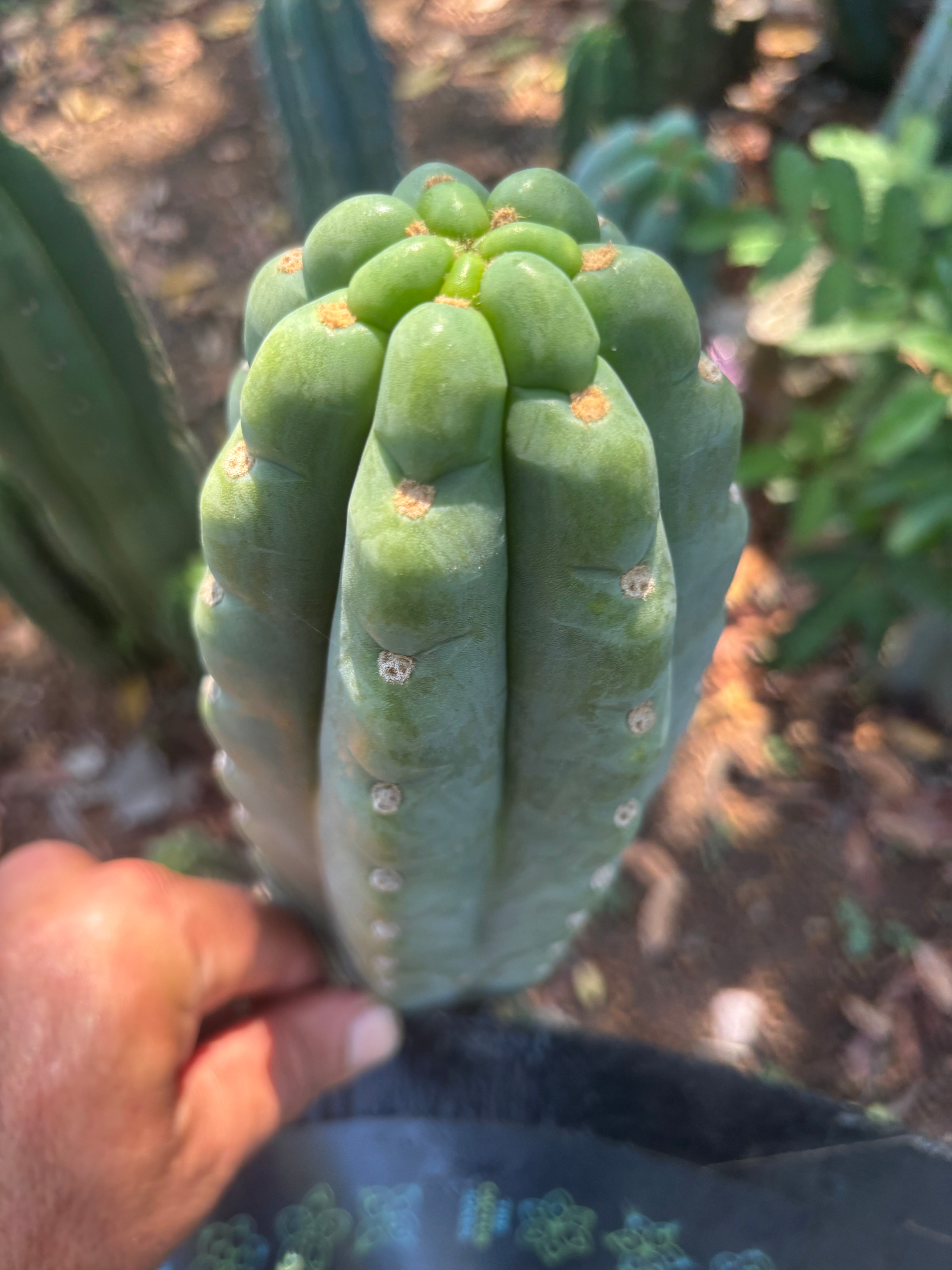 👑🌶️  Ichoca — Chonky 7” Tip