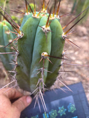 💎👑 Rosei 2 — 7.5” Pup