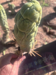 💎👑 Bruce’s Dragon — 8” Tip