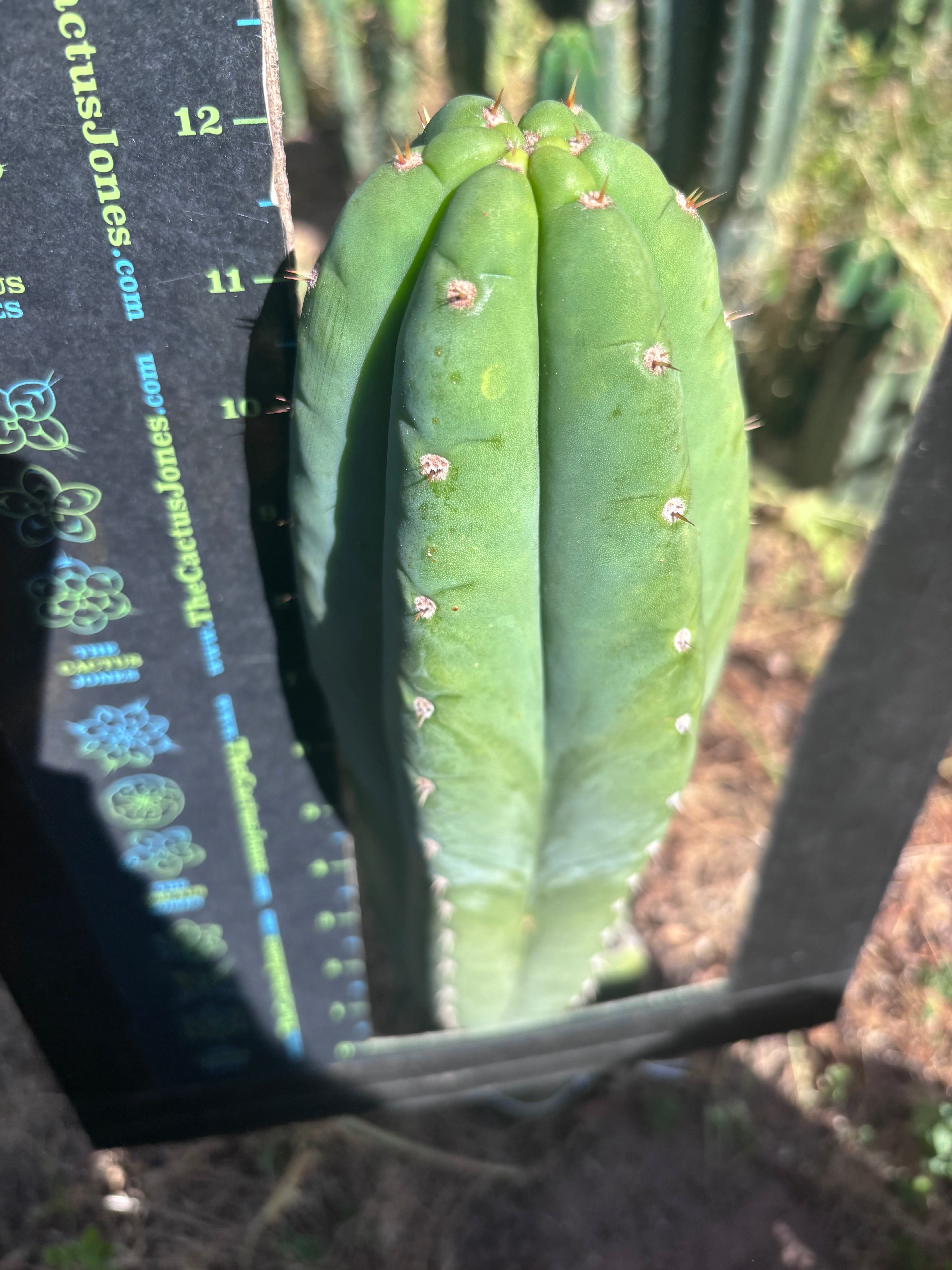 👑 Adele — XL 12” Pup