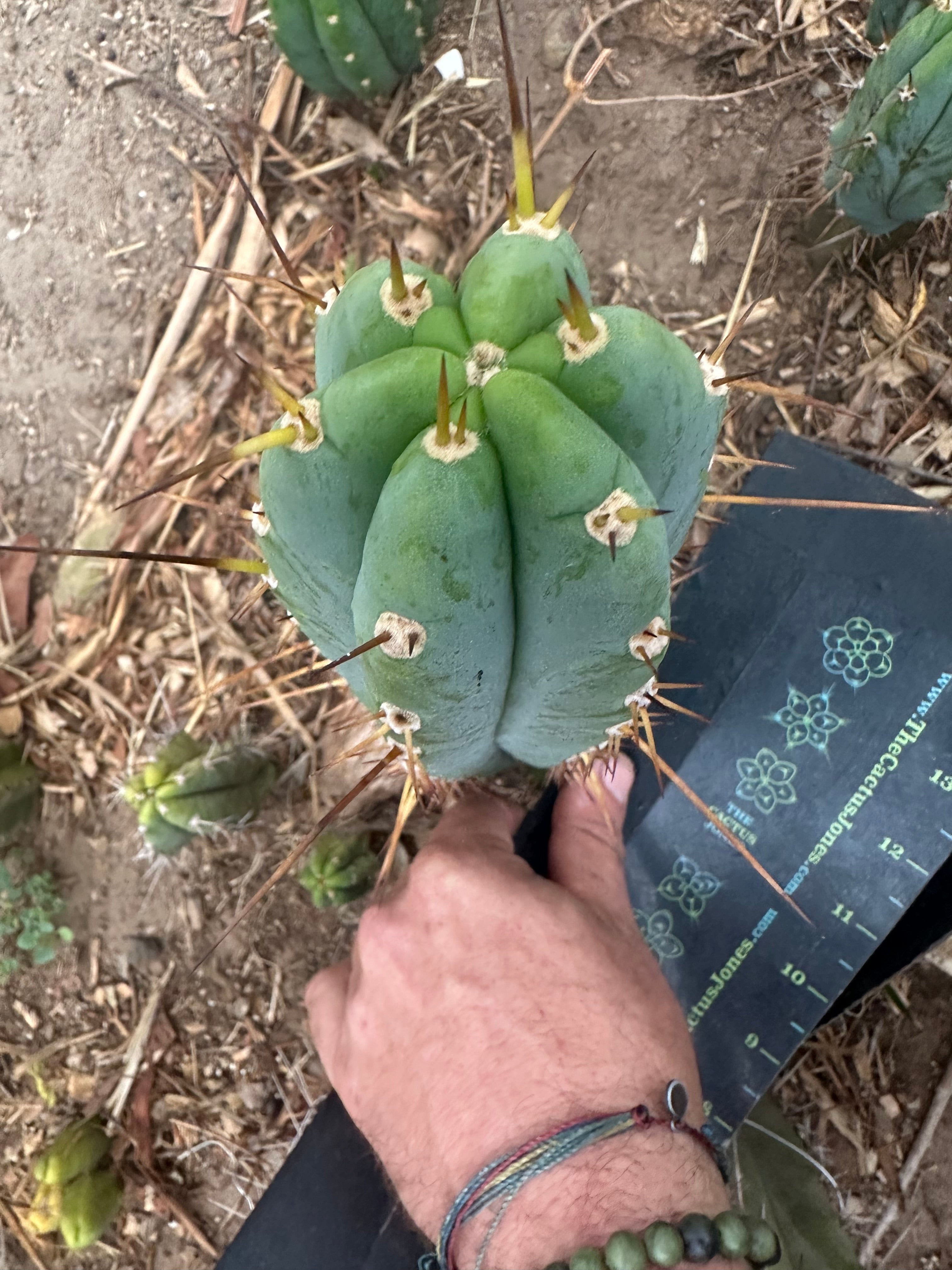 -👑🌶️ Sharina — 10” Pup