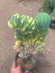 💎🔰 Crested & Variegated Myrtillocactus — Tip Graft