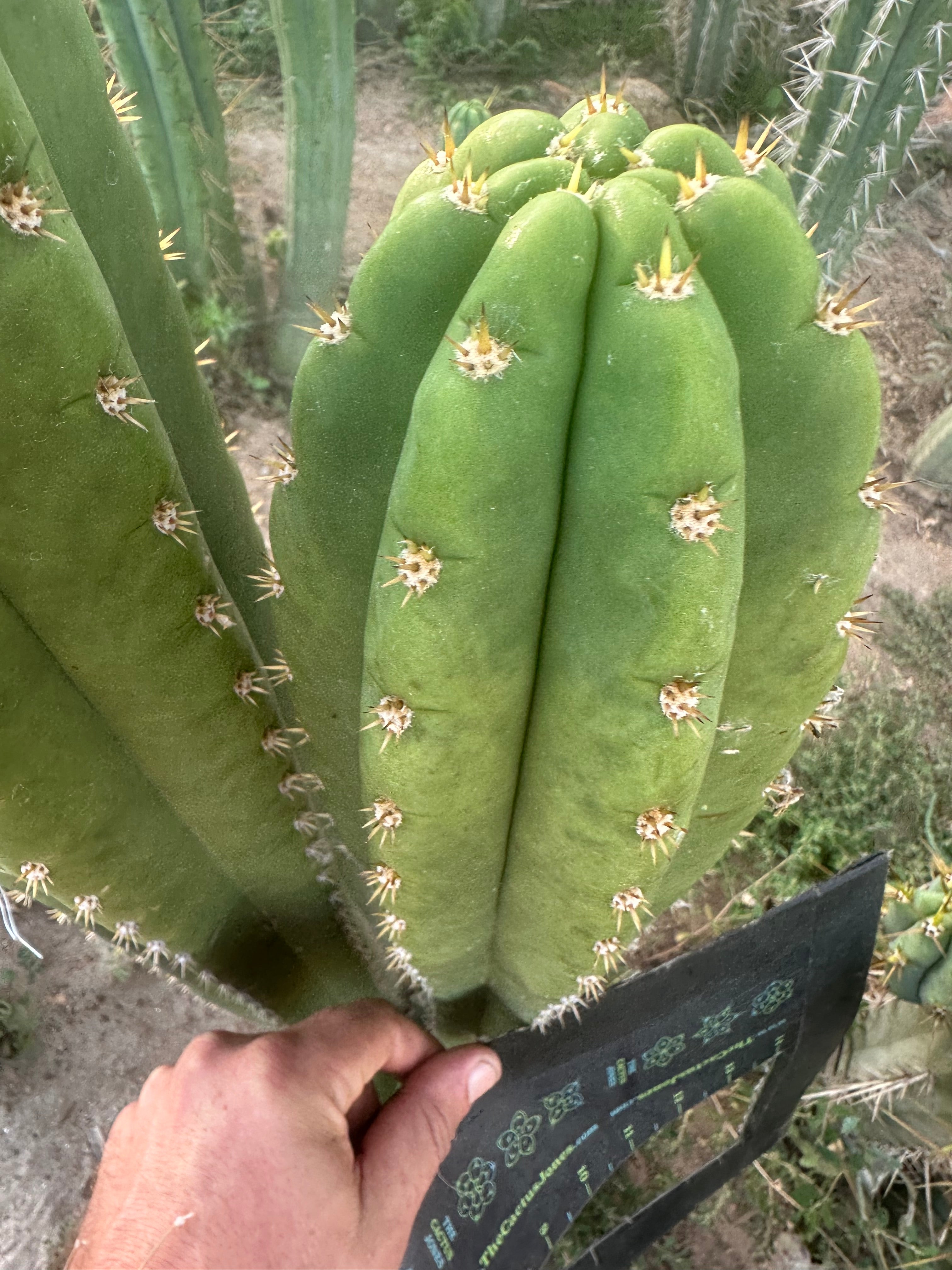 🌶️ Tipz x Super Pedro — FAT 12” Tip