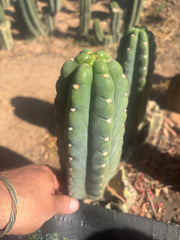 👑🌶️  Ichoca — Flawless 8” Pup