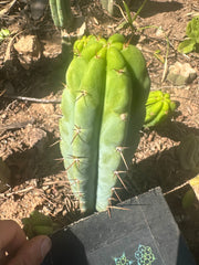 👑🌶️🌶️ Pala! — 8” Tip