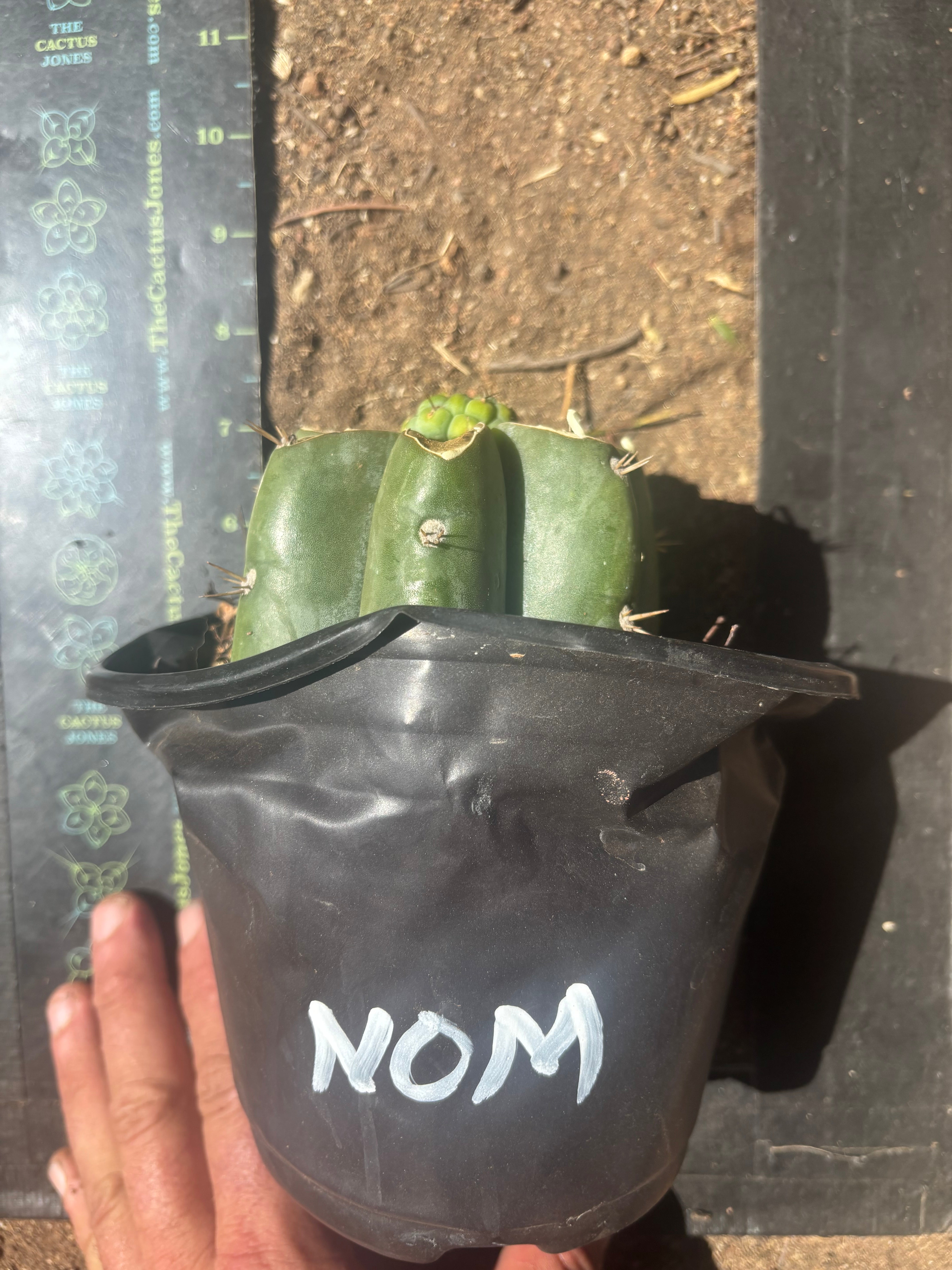 💎🌶️🌶️ NOM — Pup Graft On Rooted Shine01