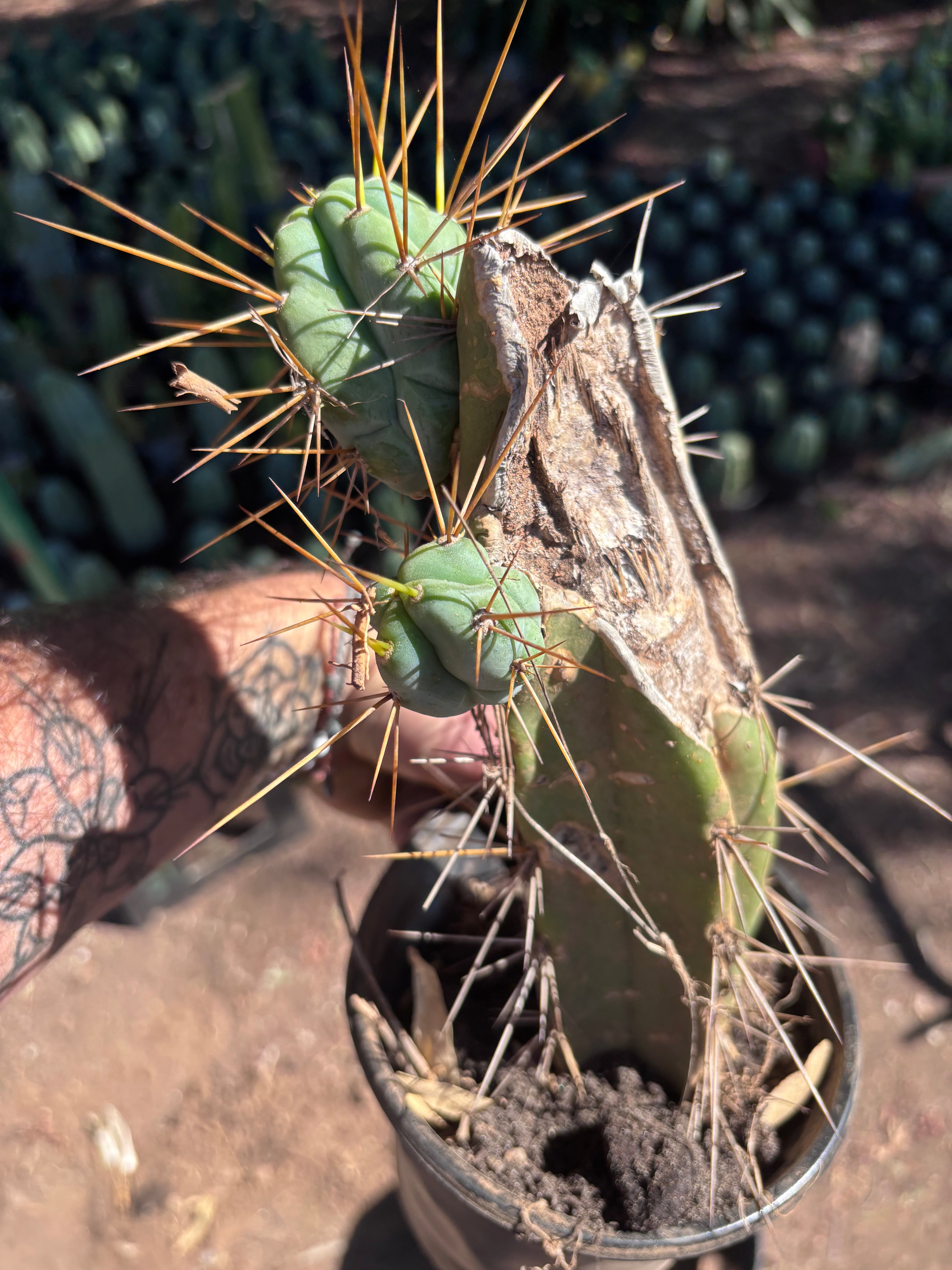 👑🌶️ Chucky — Rooted 10” Pupping Mid