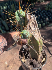 👑🌶️ Chucky — Rooted 10” Pupping Mid