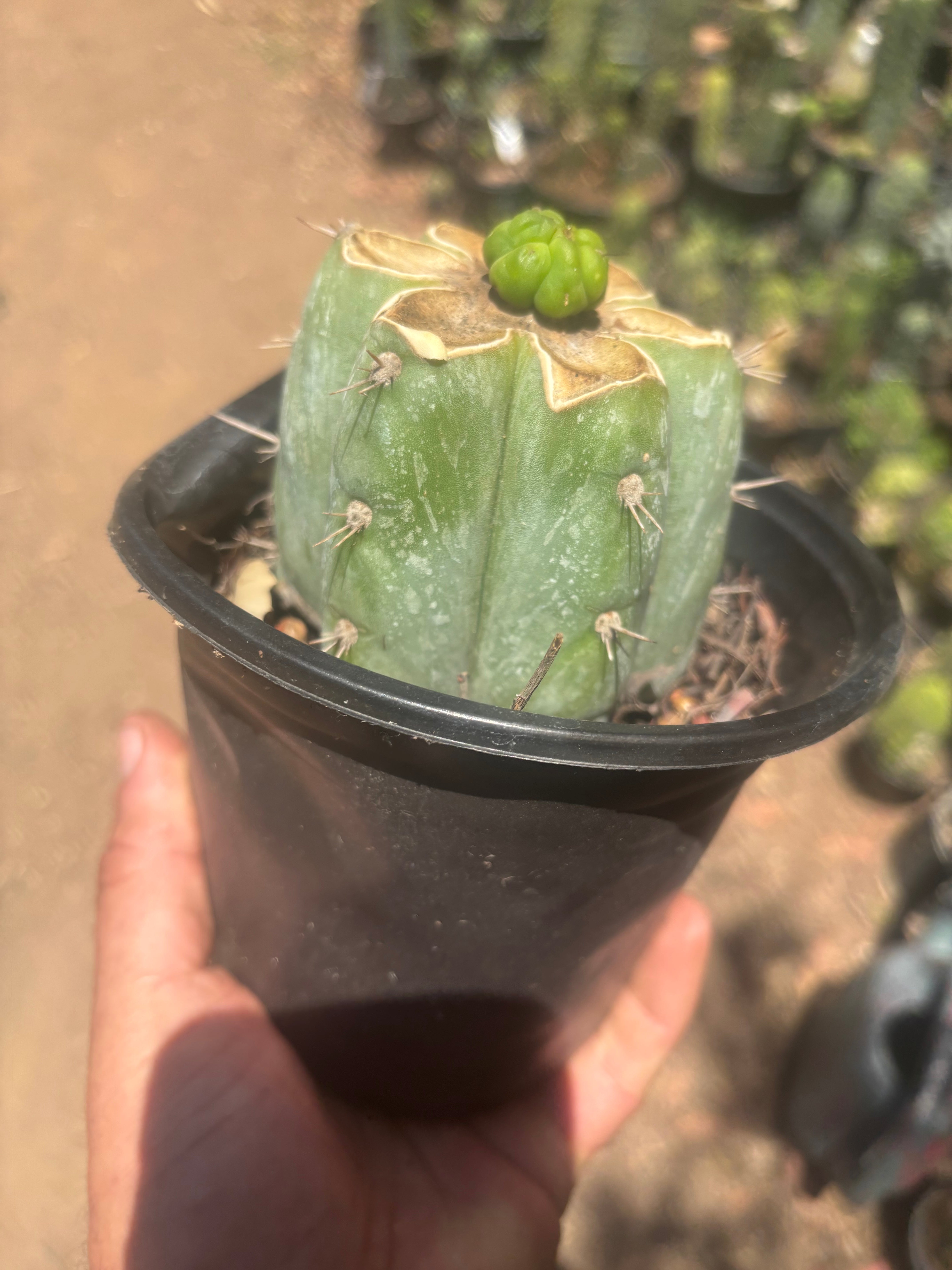 💎👑💎 Havran — Pup Graft on Rooted Shine01