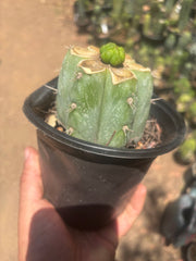 💎👑💎 Havran — Pup Graft on Rooted Shine01