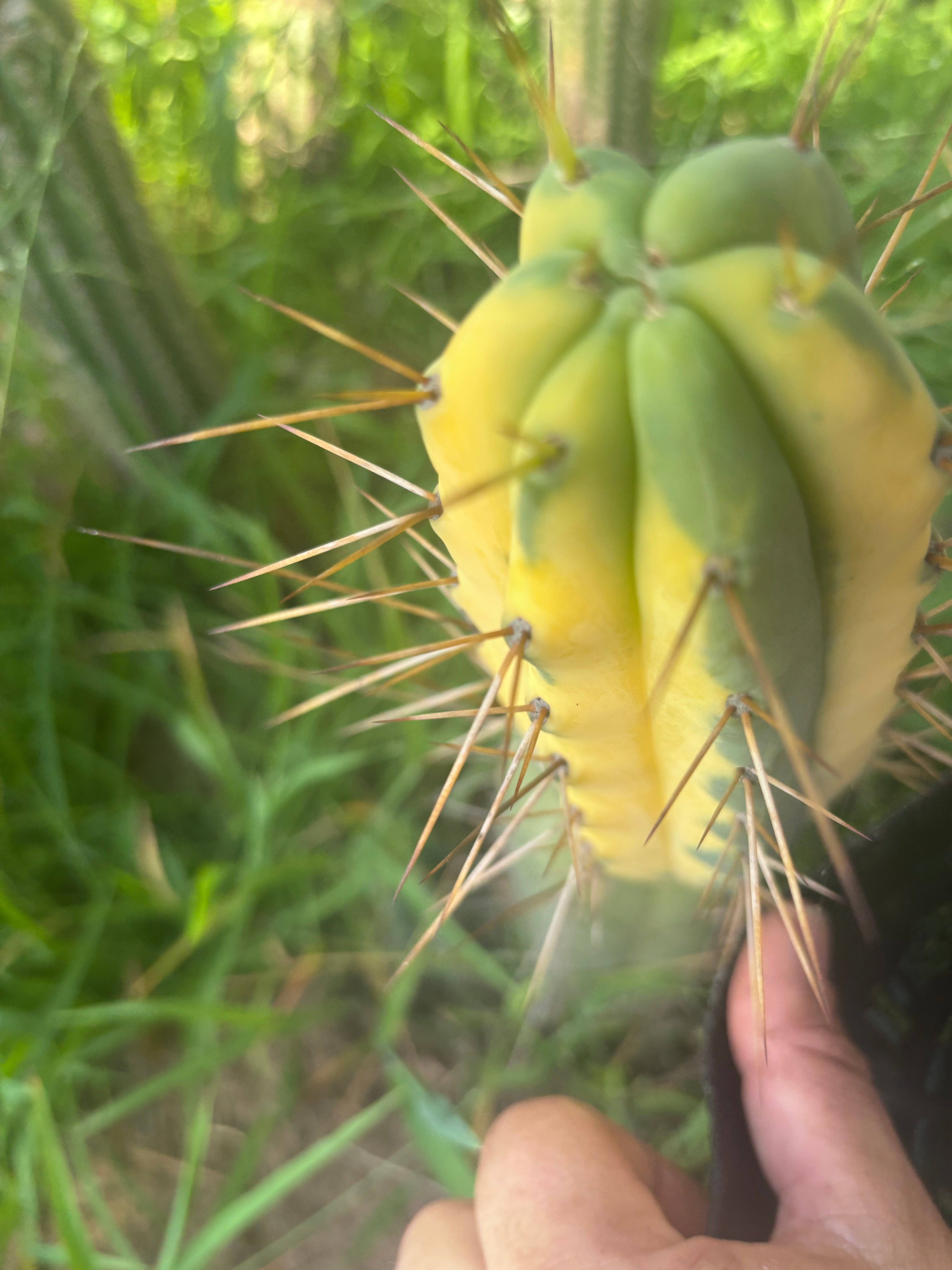 💎💎👑🌶️ MJC01  — 6” Tip