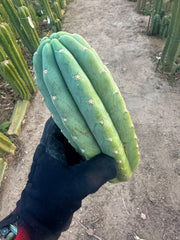 👑🌶️ Tom Juuls Giant — Chonky 10” Pup