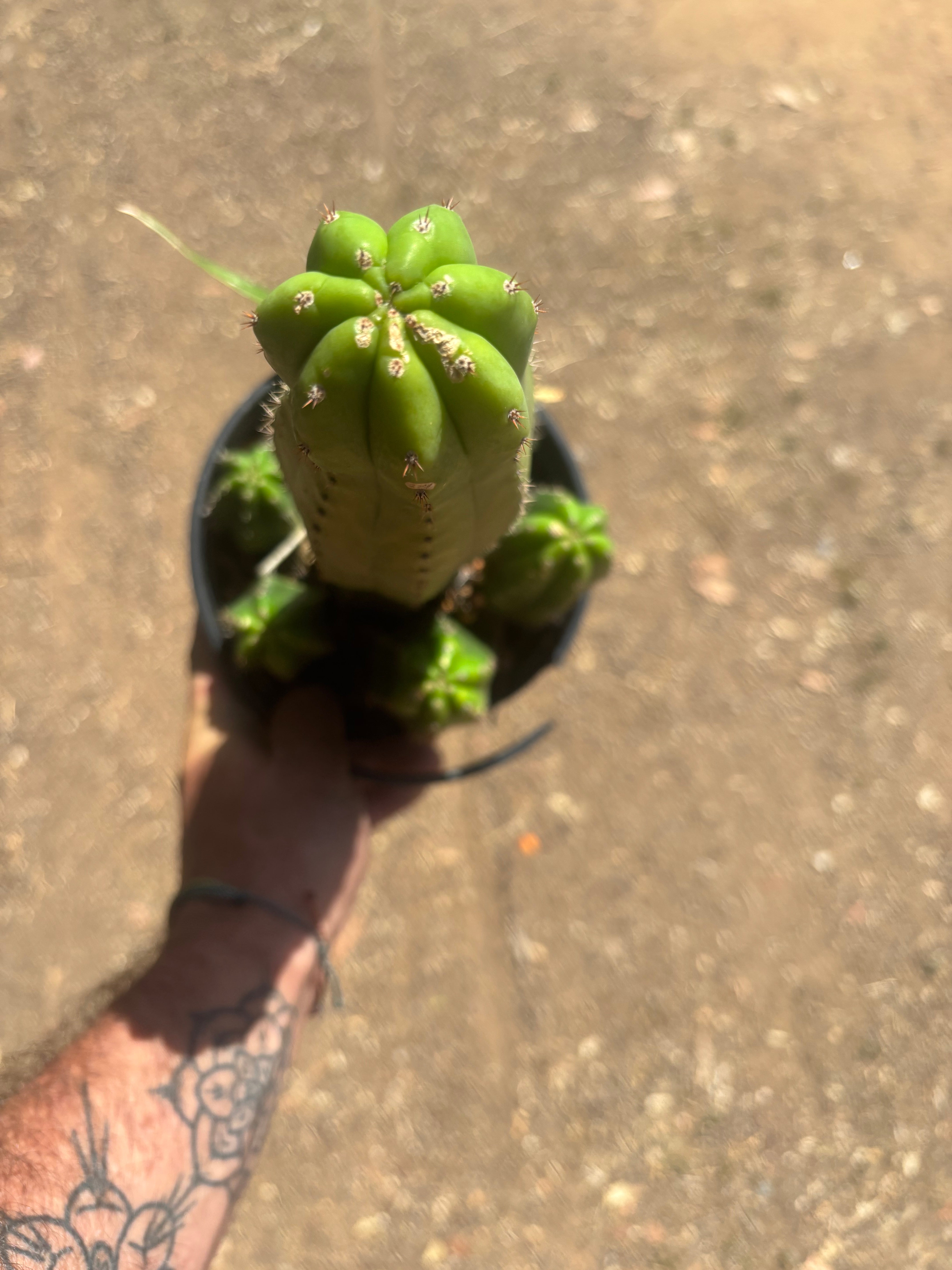 👑💎 DeCosta — 7 Rooted Tips in One Pot