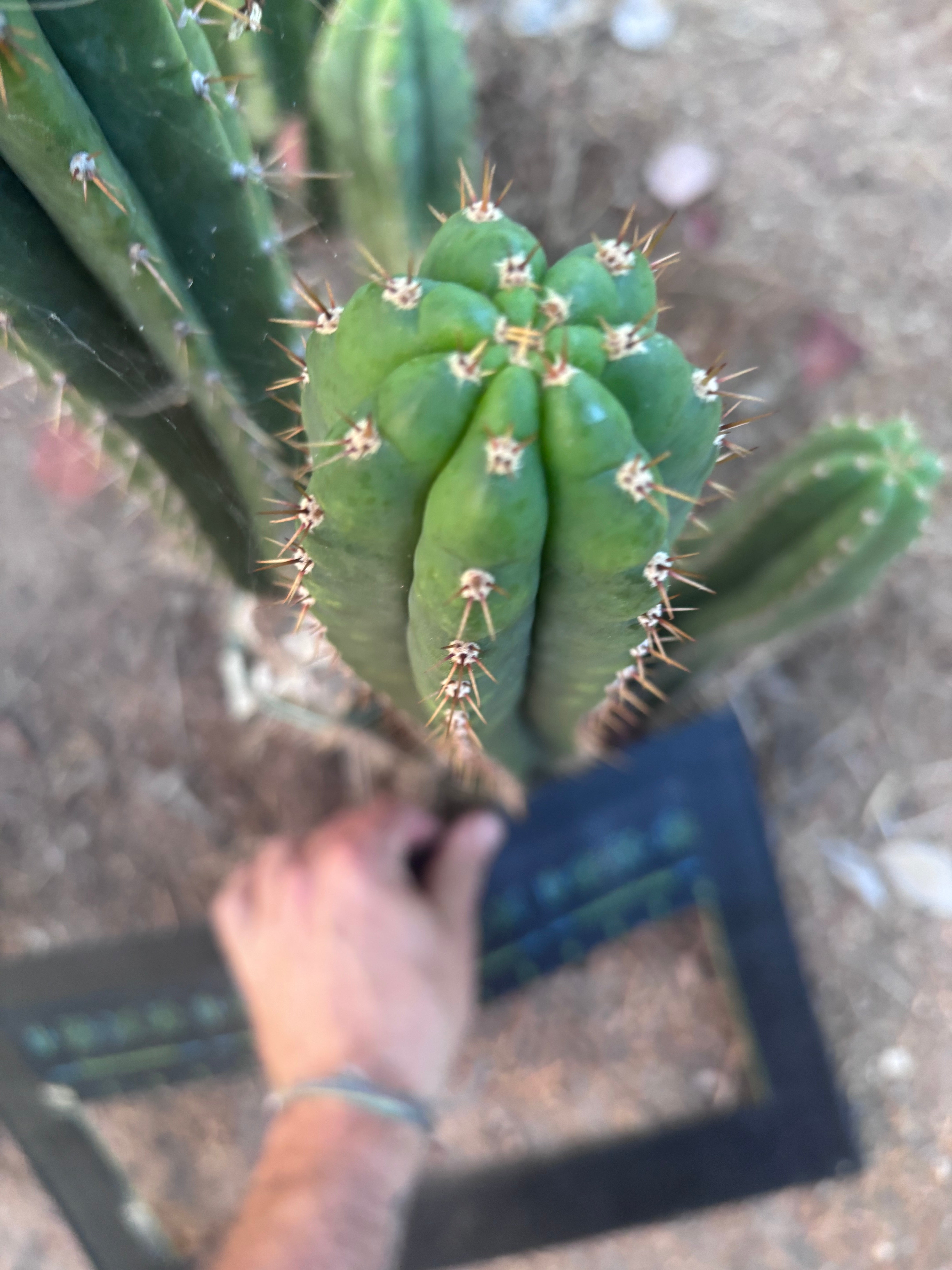 👑🌶️ KK339 — 14” Tip