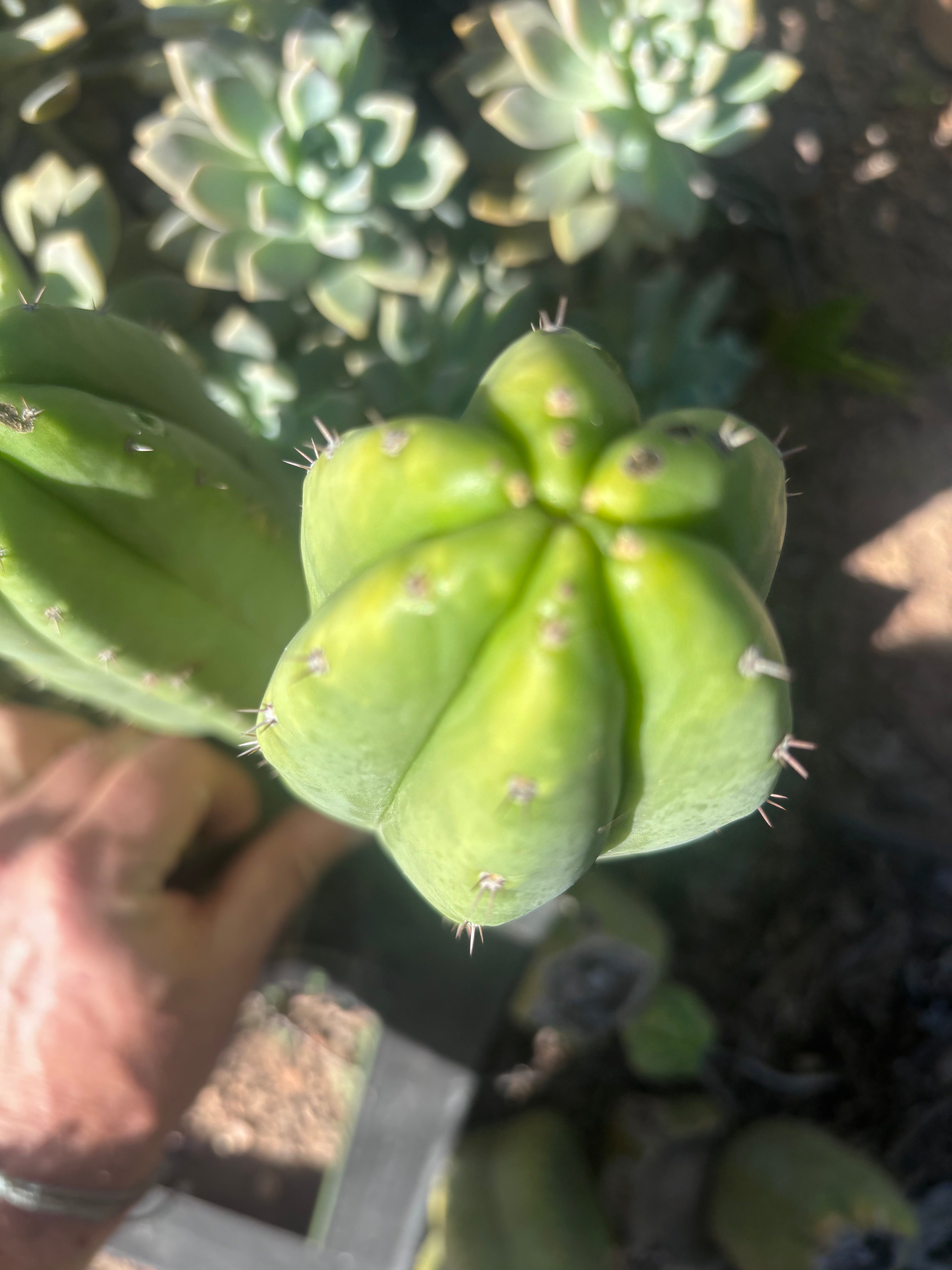 👑🌶️🌶️ Ogun — 9.5” Tip