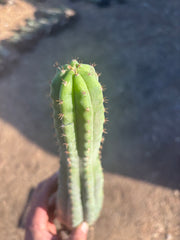 👑🌶️ Ventucky Blue — Fully Rooted 14” Tip