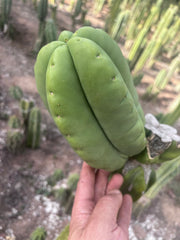 💎👑💎🌶️ Ferah — FAT Melon Pup