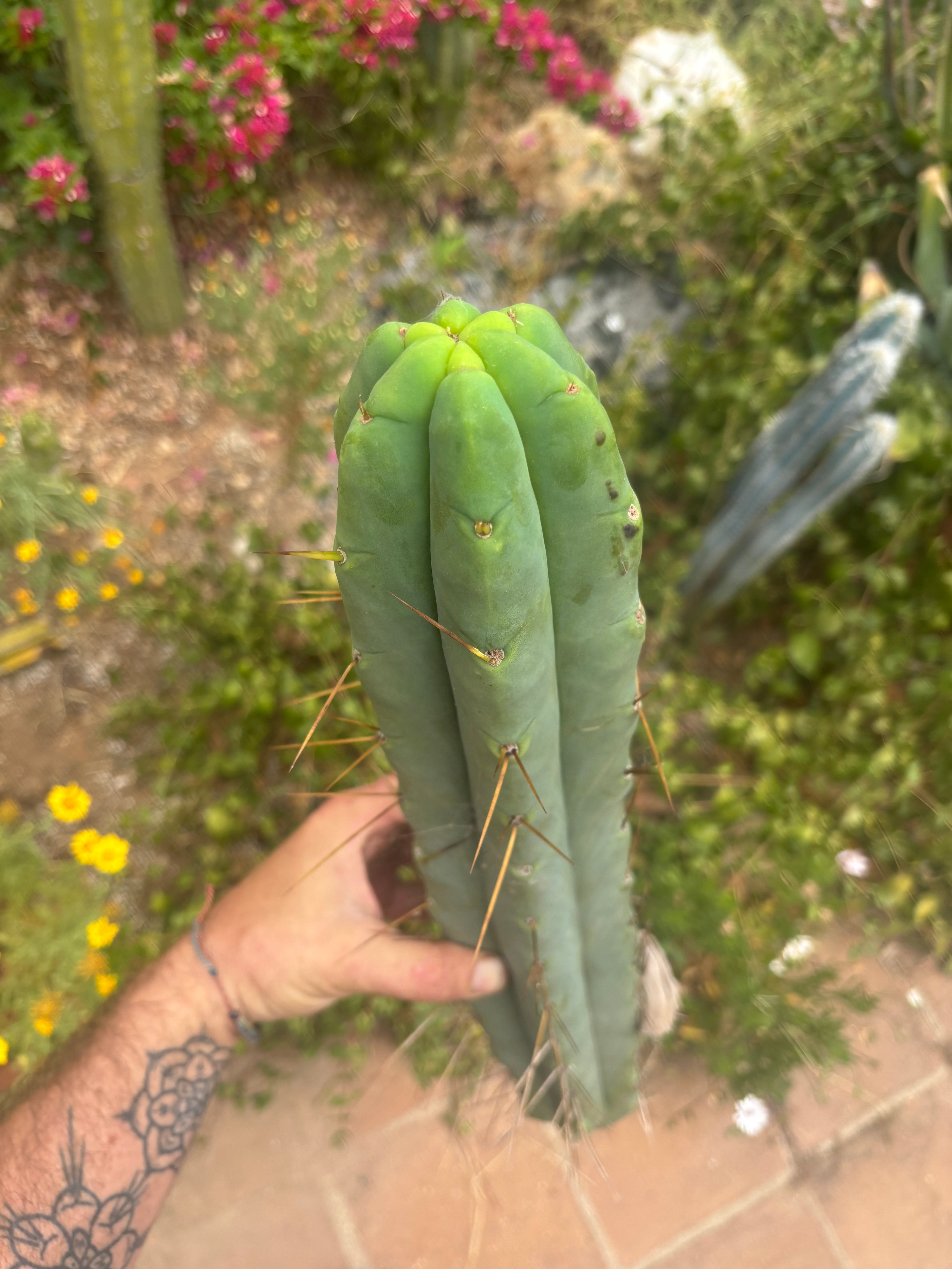 👑💎🌶️🌶️ Eileen — 17” Mega Tip