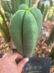 💎👑🌶️ Ferah — Plump FourWang 8” Tip