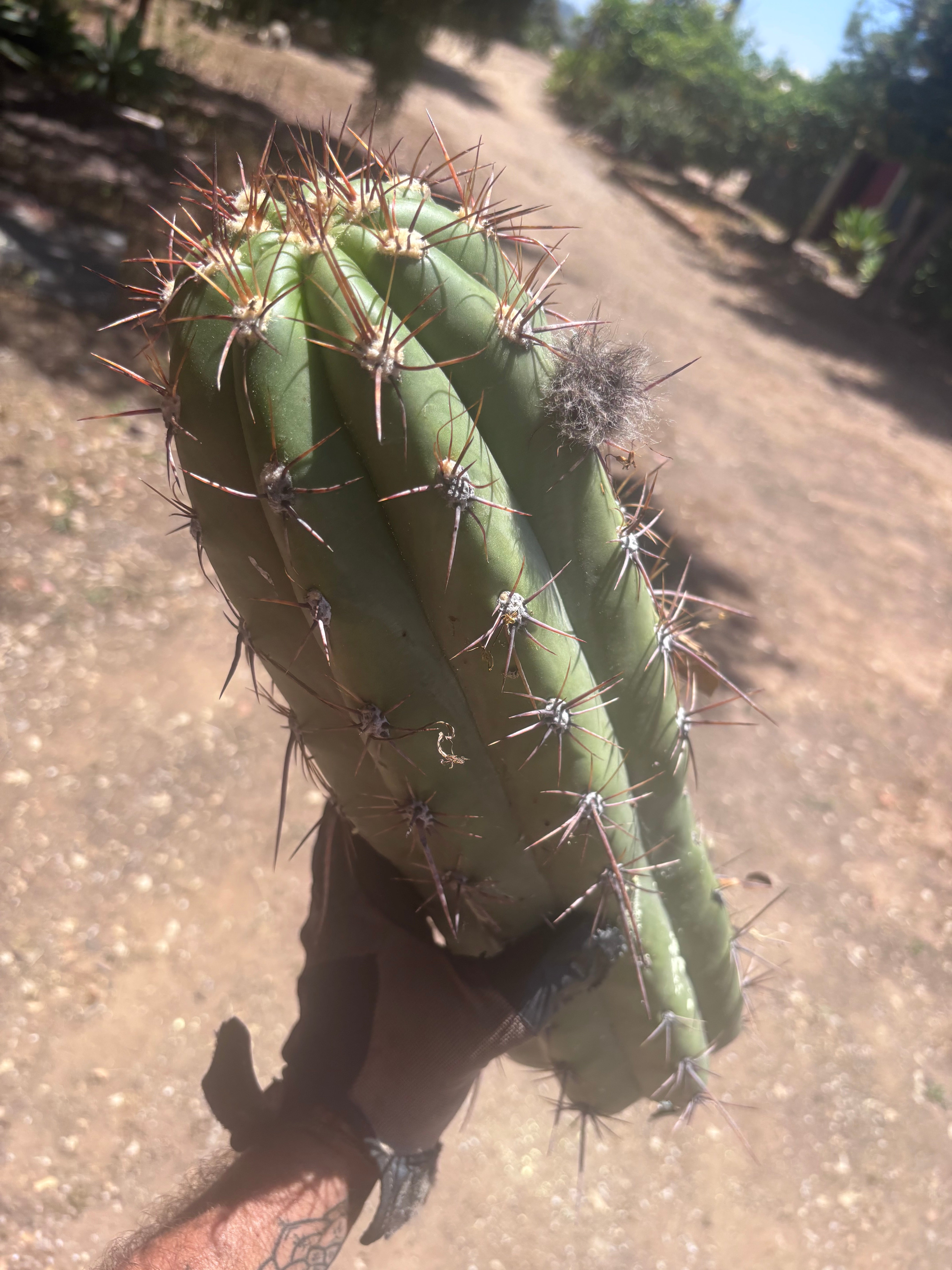 💎💎 Taquimbalensis — MASSIVE 18” Tip