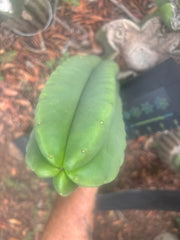 💎👑🌶️ Ferah — Plump 10” Pup