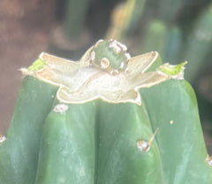 💎👑💎 SCB  — Pup Graft on Rooted PC