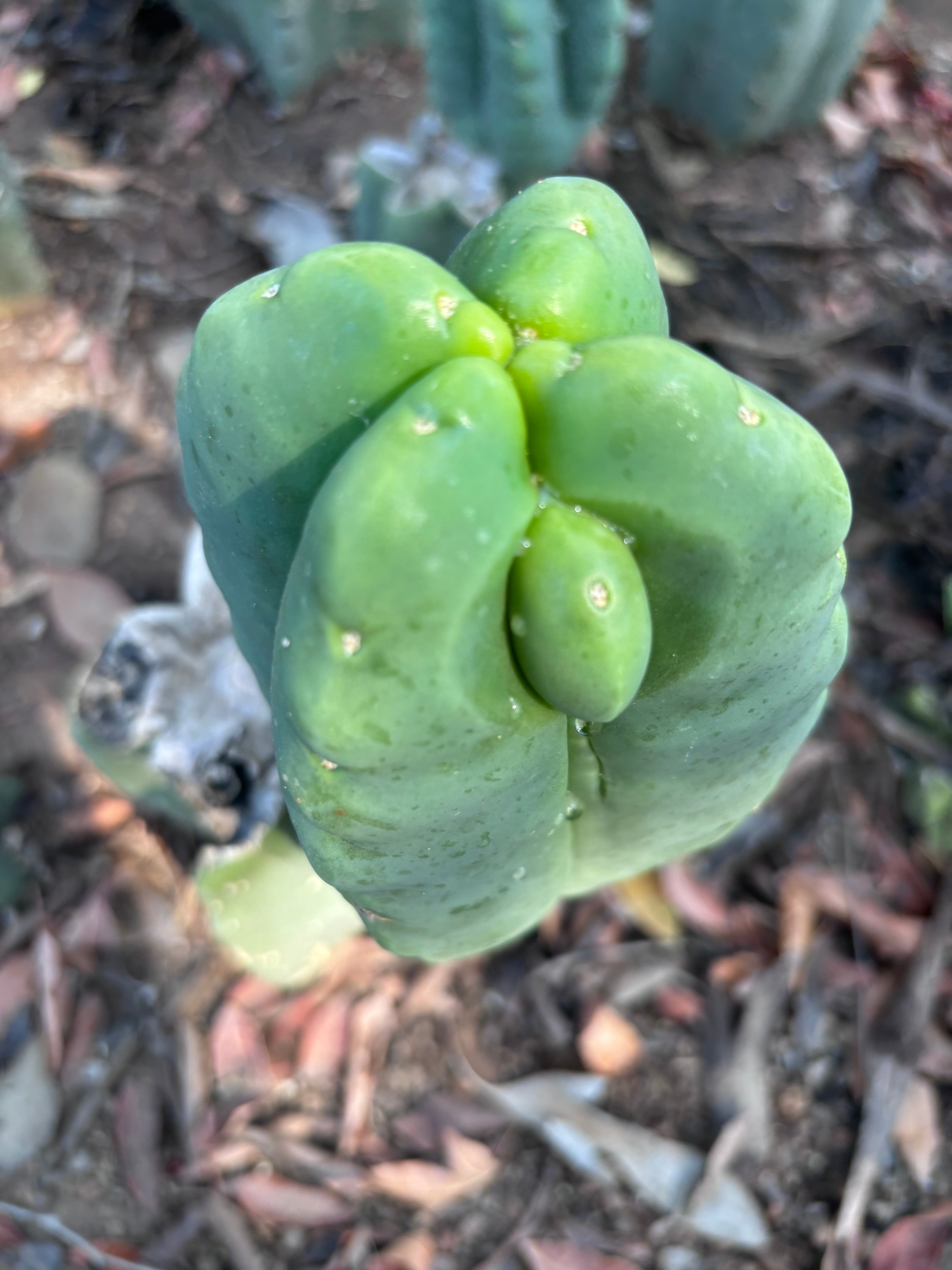 💎👑💎🌶️ Ferah — Chonky Fourwang Chub Muffin
