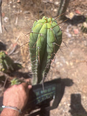 👑🌶️ CA1 Sherman — 14” Pup
