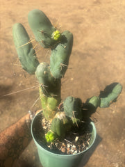 👑🌶️🌶️  TBM Clone B — Fully Rooted, 12 Segments