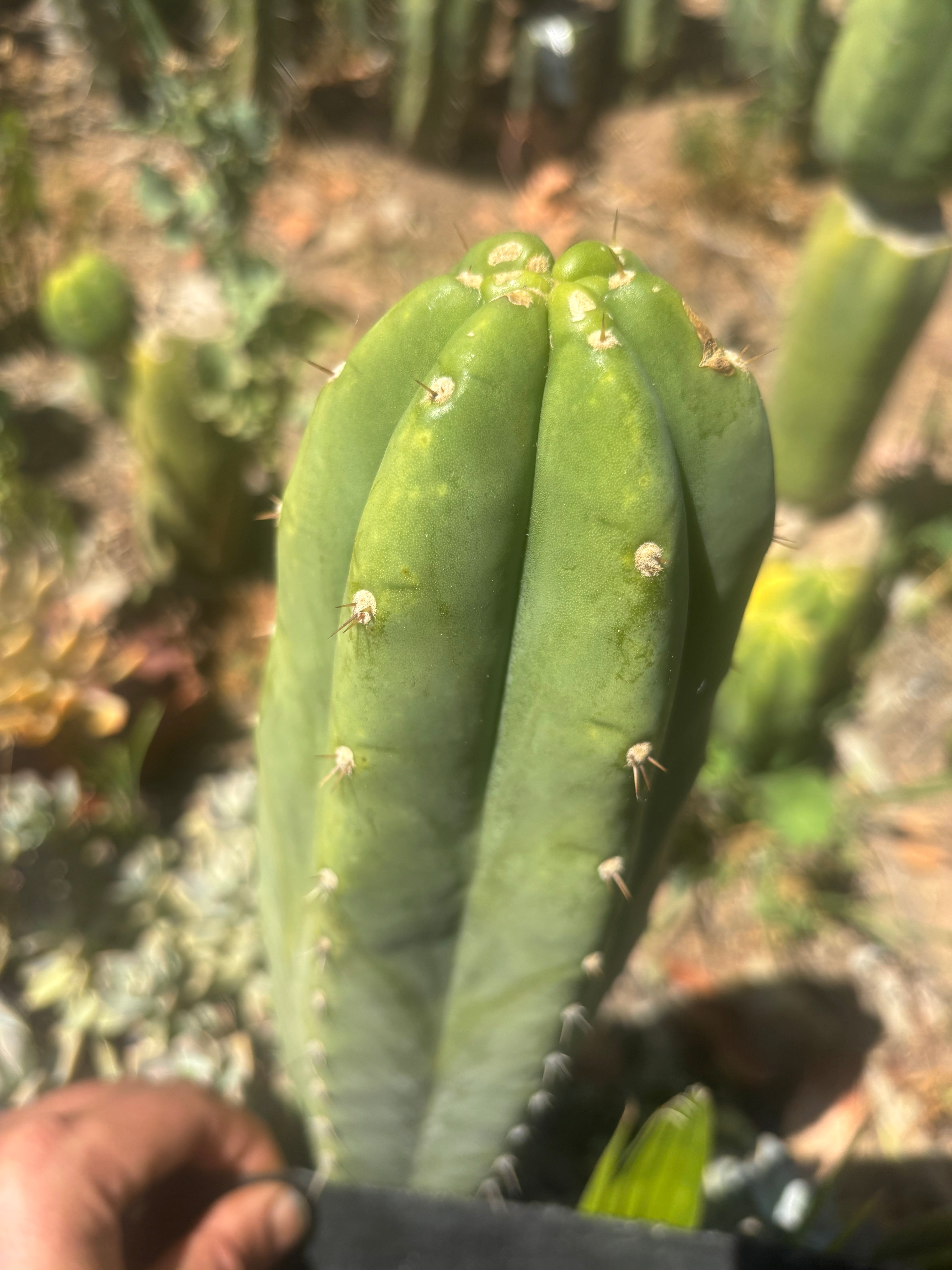 👑🌶️🌶️ Landfill — Another 11” Tip