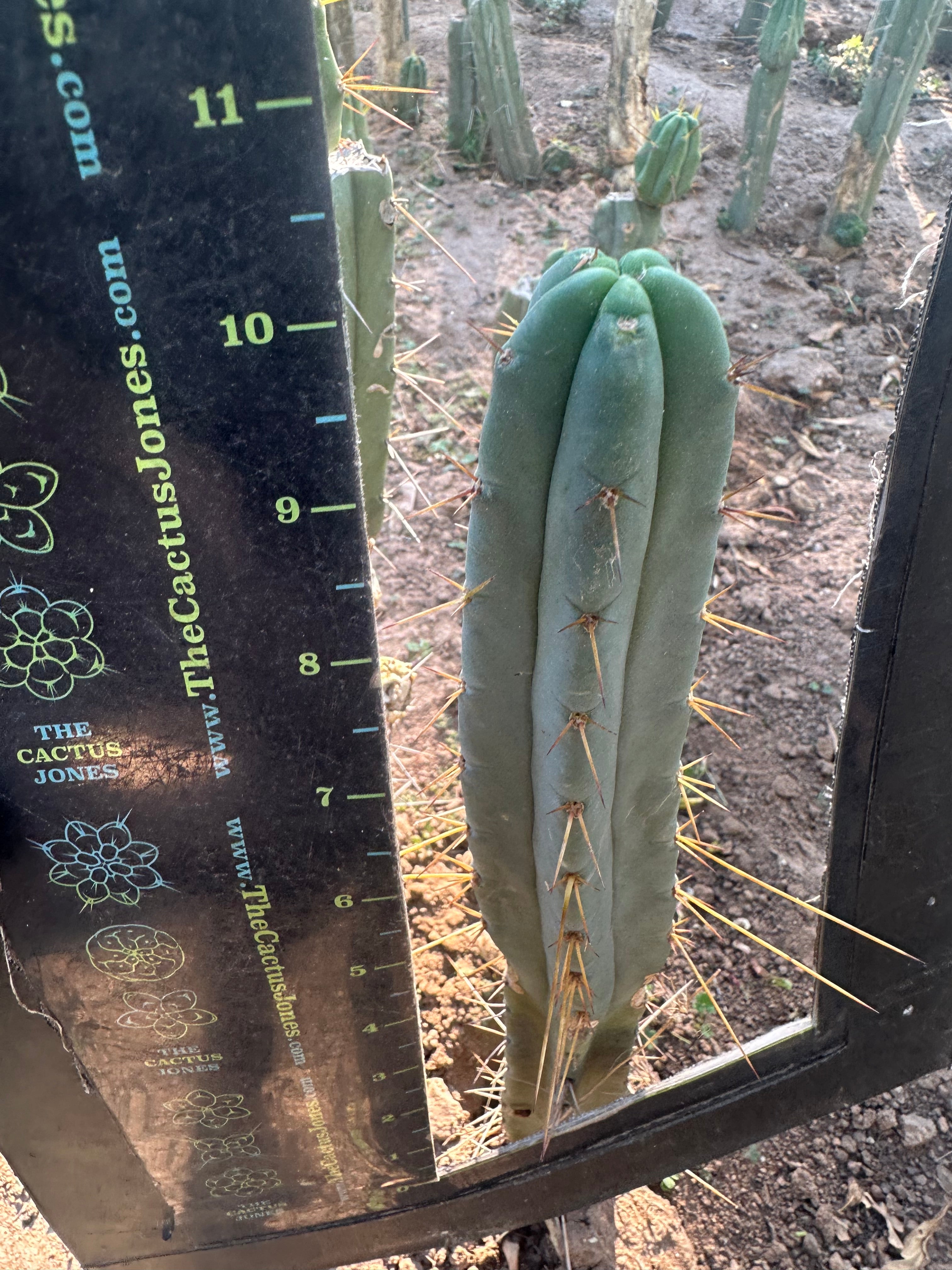 👑🌶️🌶️ Dulzura — 10” Tips (Restocked)