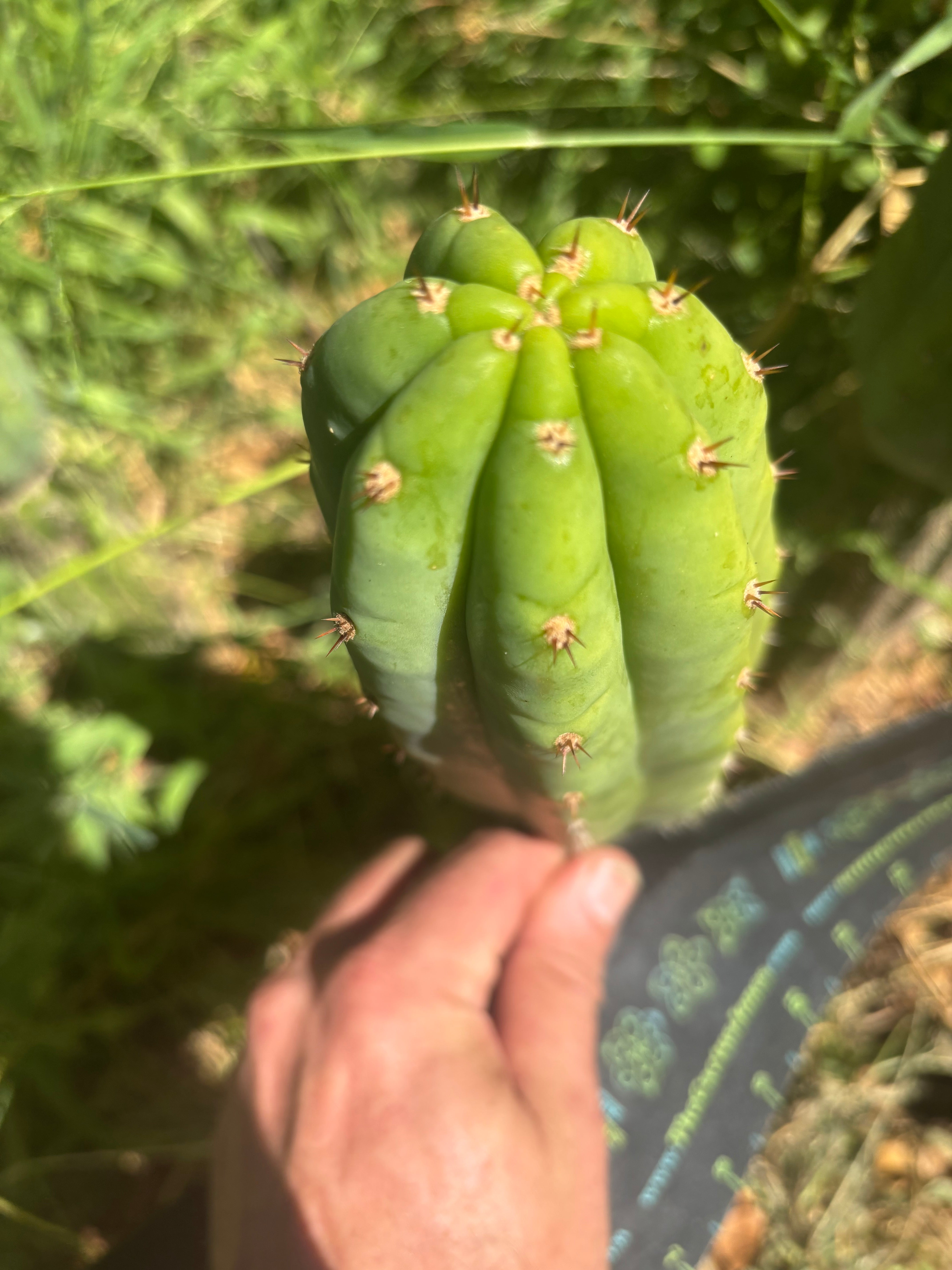 👑🌶️🌶️ KR04 — 7” Tip