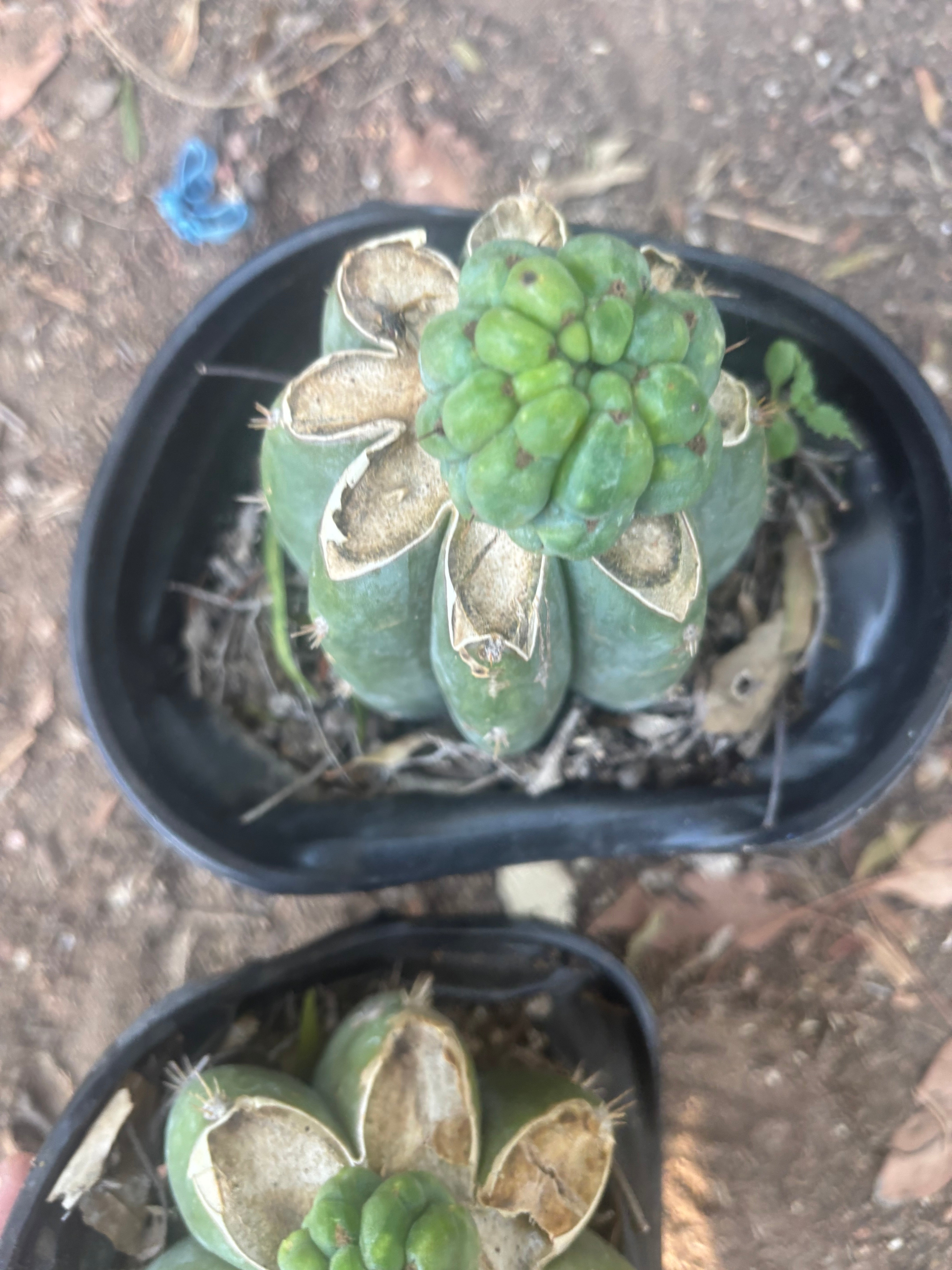 💎👑💎 Havran — Pup Grafts on Rooted Shine01 (Two Ready to Ship)