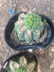 💎👑💎 Havran — Pup Grafts on Rooted Shine01 (Two Ready to Ship)