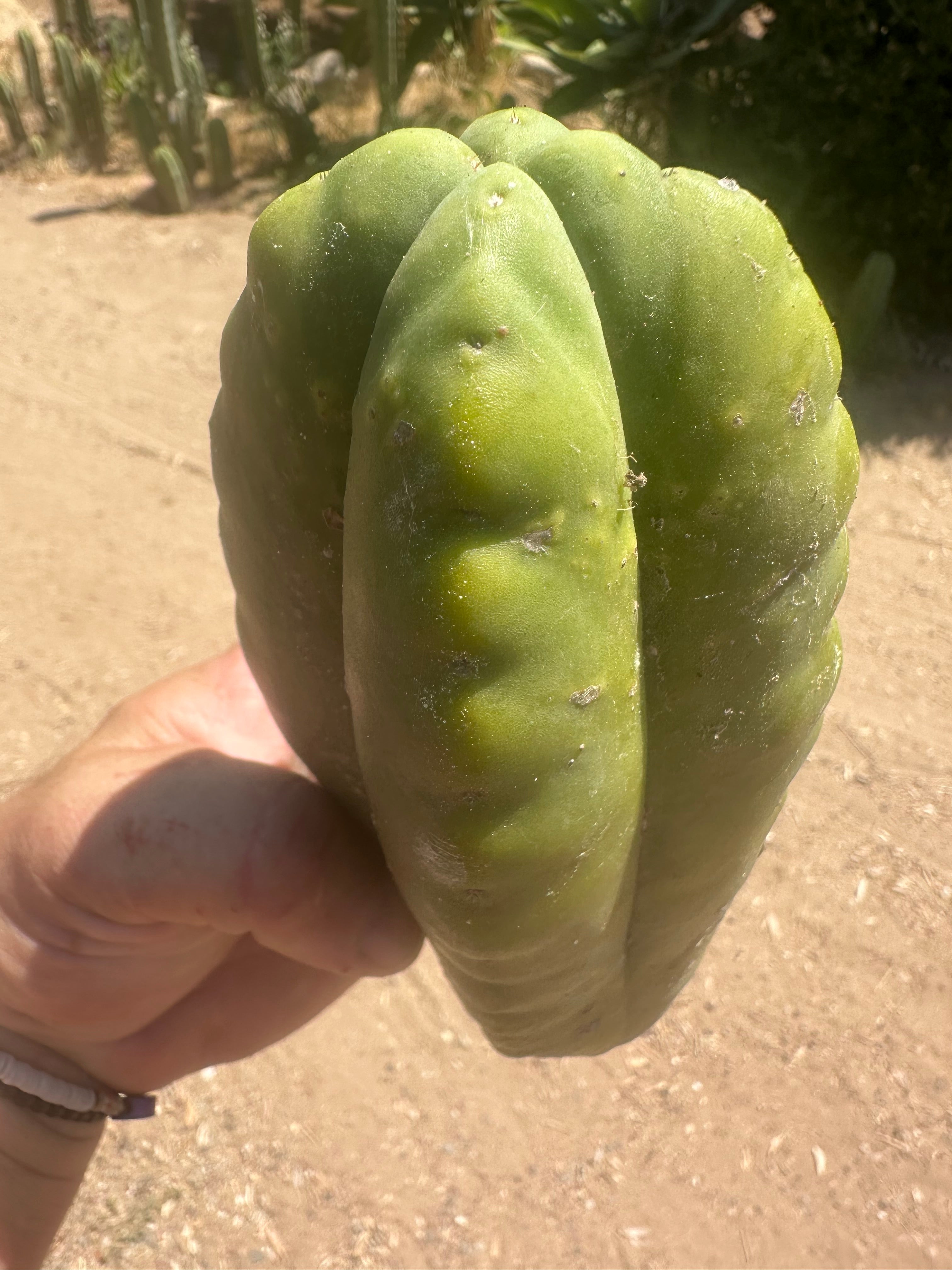 👑 Aussie Scop — 8” FourWang 💎
